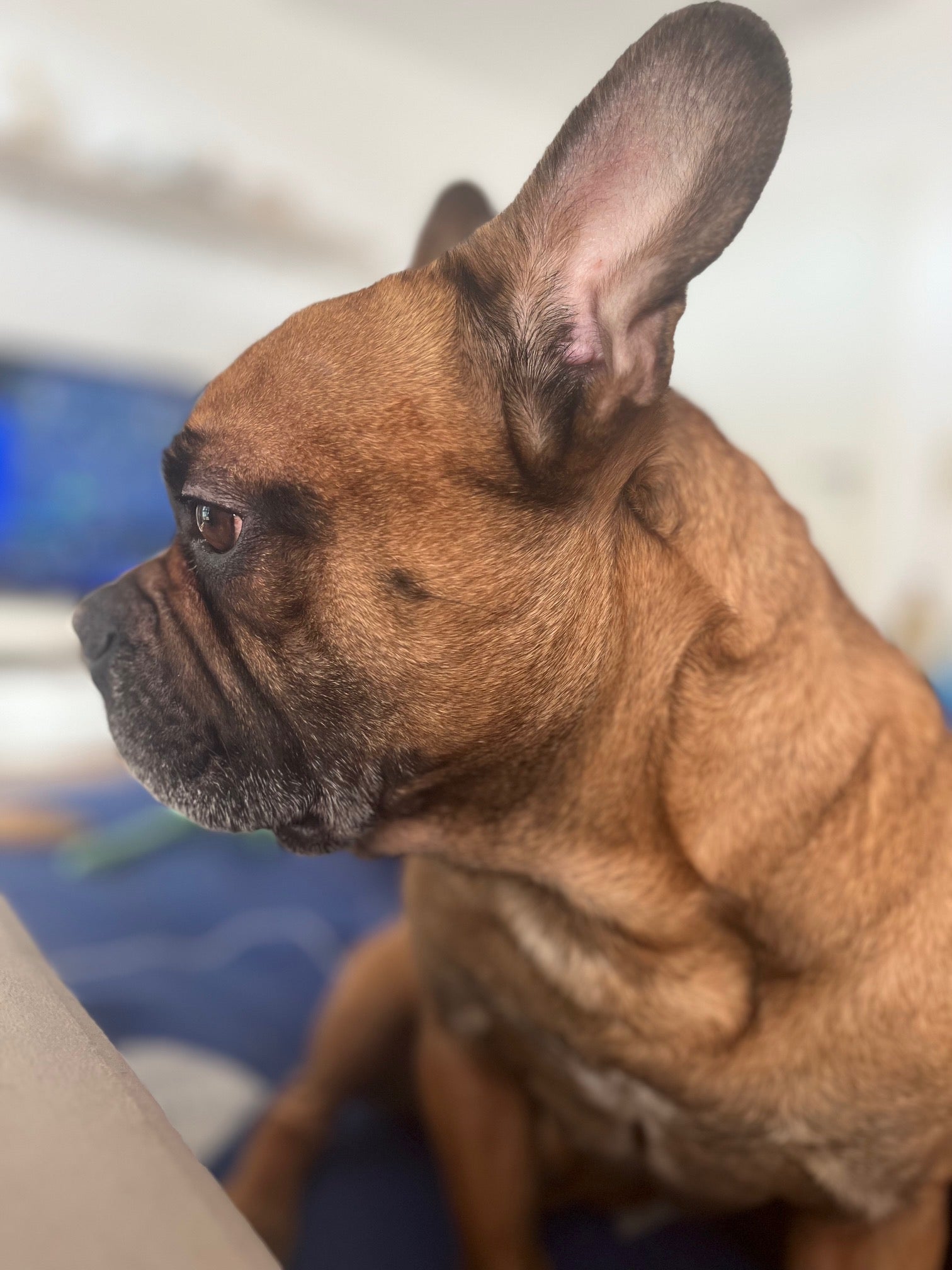 EhmelStuff Nachhaltige Umweltfreundliche Ökologische Reinigungsmittel Vegan Chemiefreies Reinigen Fred